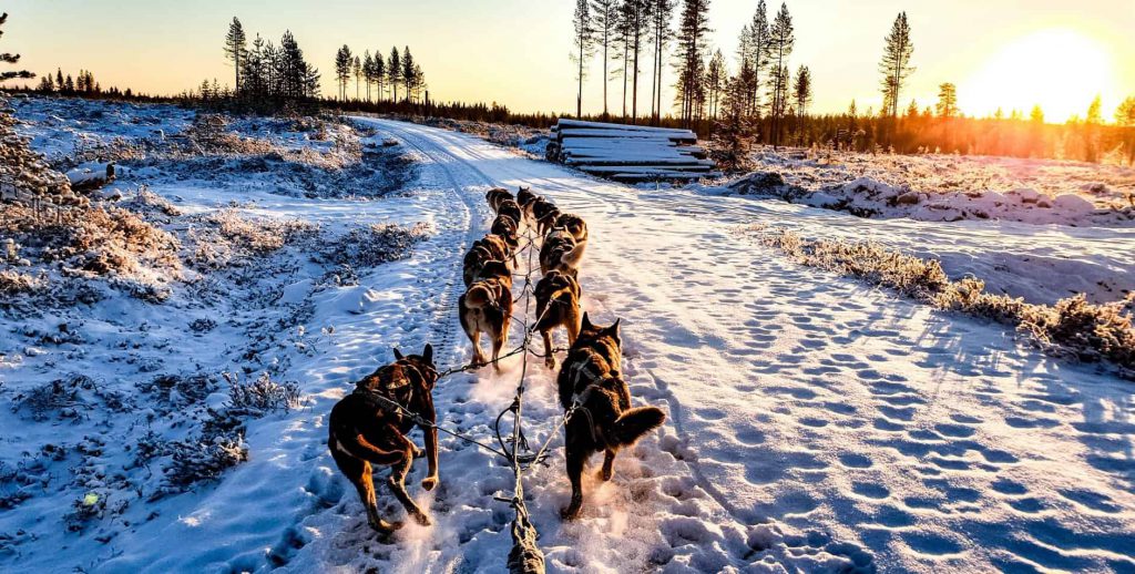 Eine Huskytour während einer Lapplandreise